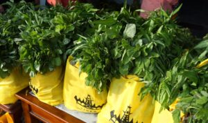 Ibu Riana Sari Arinal Salurkan Bantuan Sembako Program Gerakan Siger kepada Masyarakat Telukbetung Utara Bandarlampung