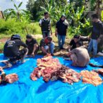  Sembelih Sapi, Koperasi PWI Pesawaran Bagikan Anggota Daging dan Parcel