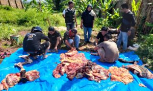  Sembelih Sapi, Koperasi PWI Pesawaran Bagikan Anggota Daging dan Parcel