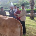 Tahun Ini Pemkab Lamsel Kurban 39 Ekor Sapi, Dipotong di PT Juang Jaya Abadi Alam