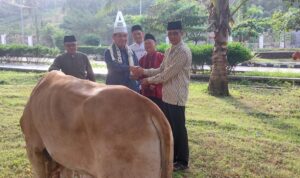 Tahun Ini Pemkab Lamsel Kurban 39 Ekor Sapi, Dipotong di PT Juang Jaya Abadi Alam