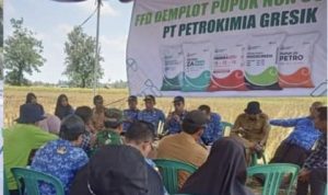 Petani Sukadadi Pesawaran Mulai Beralih Ke Tanam Bawang