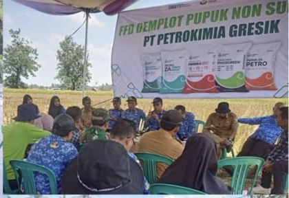 Petani Sukadadi Pesawaran Mulai Beralih Ke Tanam Bawang