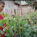 Kelompok Tani Anggur Desa Taman Sari Gedong Tataan Jadi Perhatian Kepala Desa