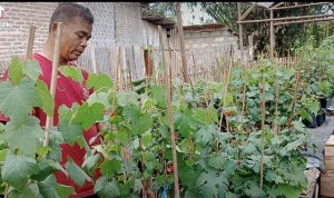 Kelompok Tani Anggur Desa Taman Sari Gedong Tataan Jadi Perhatian Kepala Desa