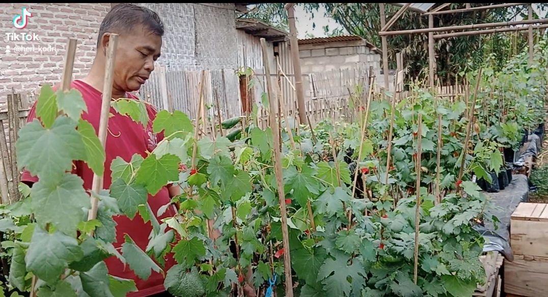 Kelompok Tani Anggur Desa Taman Sari Gedong Tataan Jadi Perhatian Kepala Desa