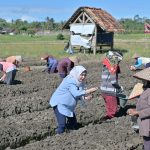 Bunda Nanda Indira Turun Kesawah Kunjungi Petani Bawang