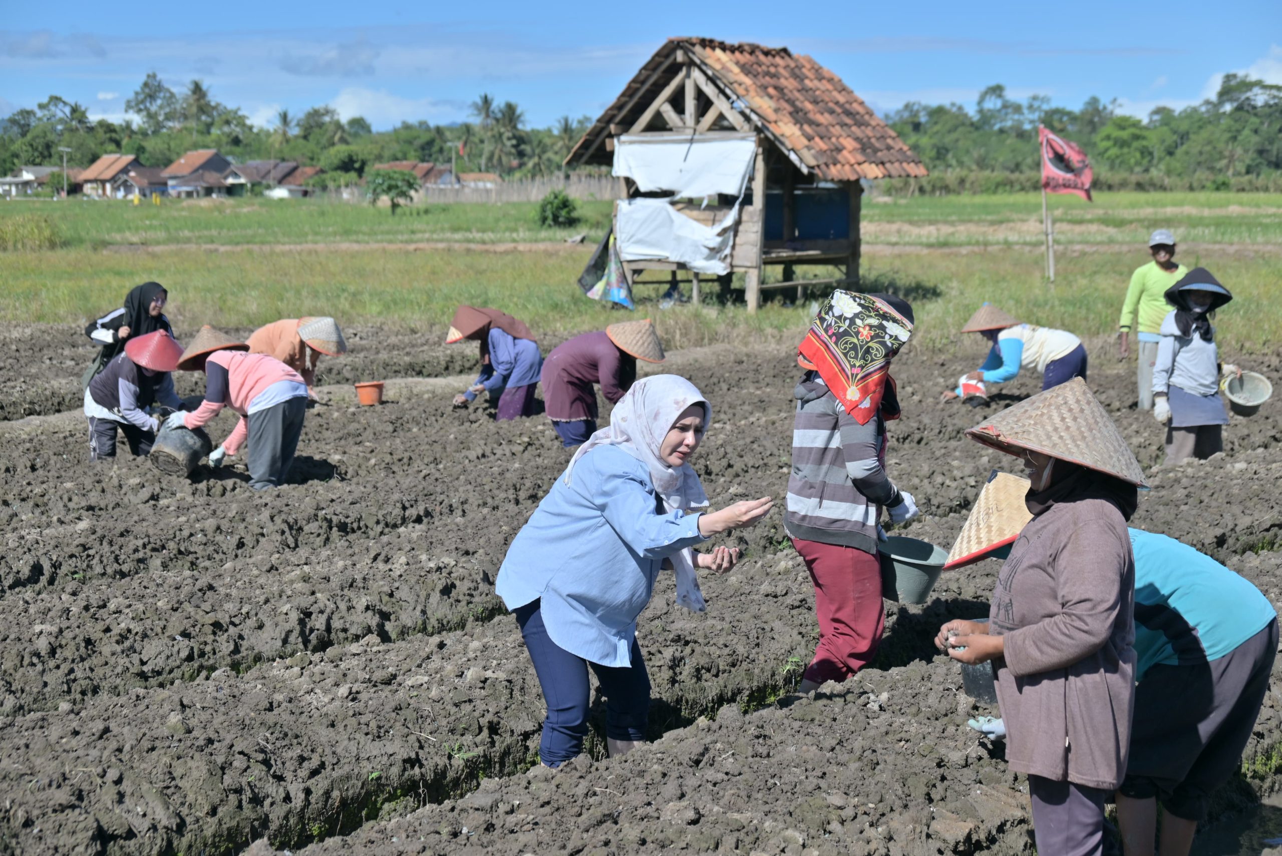Bunda Nanda Indira Turun Kesawah Kunjungi Petani Bawang
