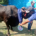 Walikota Bandar Lampung Eva Dwiana Salurkan 93 Ekor Hewan Qurban