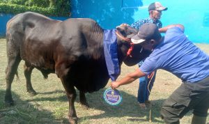 Walikota Bandar Lampung Eva Dwiana Salurkan 93 Ekor Hewan Qurban