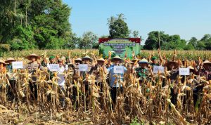 Gelar Panen Raya, Pemkab Lampung Selatan Dukung Swasembada Jagung Nasional