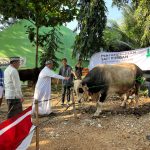Idul Adha di Pesawaran, Masyarakat Terima 1 Qurban Sapi Dari Presiden Prabowo 