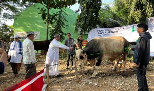 Idul Adha di Pesawaran, Masyarakat Terima 1 Qurban Sapi Dari Presiden Prabowo 