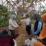 Pupuk Organik Tri kompos KWT Pelangi Sejati Sukaraja, Perlu Suntikan Dana Dan Pemasaran