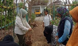 Pupuk Organik Tri kompos KWT Pelangi Sejati Sukaraja, Perlu Suntikan Dana Dan Pemasaran