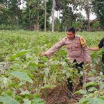 Bhabinkamtibmas Jajaran Polres Pesawaran Dukung Ketahanan Pangan Nasional Lewat Monitoring Lahan Pekarangan dan Peternakan Warga