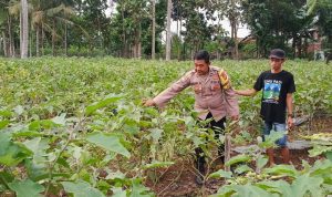 Bhabinkamtibmas Jajaran Polres Pesawaran Dukung Ketahanan Pangan Nasional Lewat Monitoring Lahan Pekarangan dan Peternakan Warga