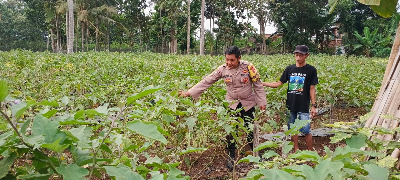 Bhabinkamtibmas Jajaran Polres Pesawaran Dukung Ketahanan Pangan Nasional Lewat Monitoring Lahan Pekarangan dan Peternakan Warga
