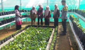 Dukung Program Ketahanan Pangan, Bhabinkamtibmas Polsek Gedong Tataan Kawal Penilaian Lomba KWT di Sungai Langka