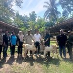 Kades Cipadang : Koperasi Merah Putih Akan Kembangkan Usaha BUMDes Melalui Penggemukan Kambing