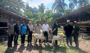 Kades Cipadang : Koperasi Merah Putih Akan Kembangkan Usaha BUMDes Melalui Penggemukan Kambing