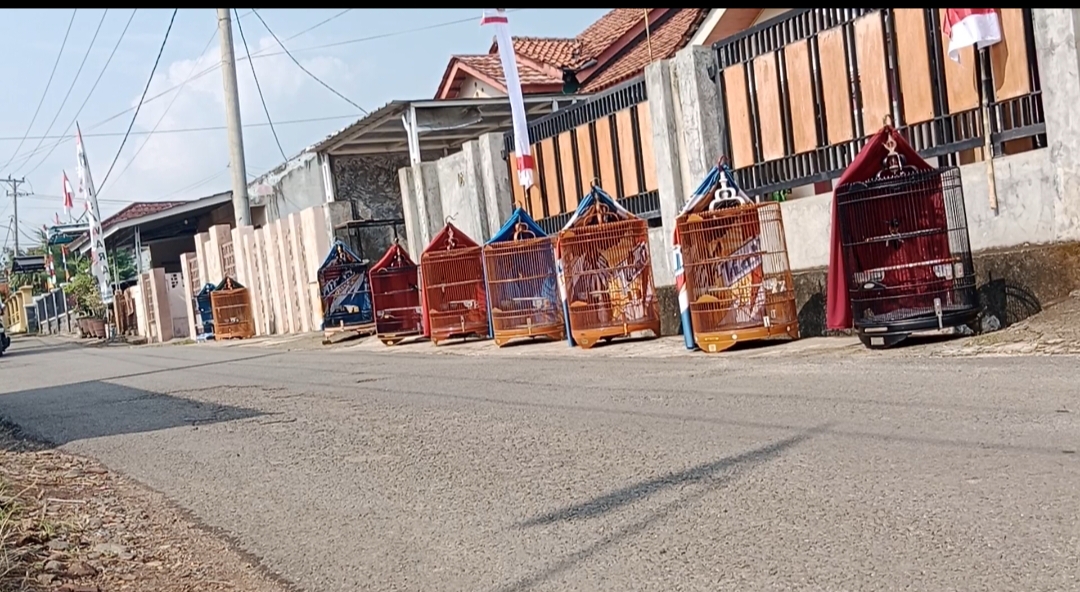 Penangkar Murai Batu Pesawaran, Diminati Hingga Pembeli Asal Medan