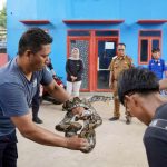 Enam Ular Sanca Dilepasliarkan di Gunung Rajabasa, Damkarmat Lampung Selatan Ajak Warga Jaga Ekosistem Alam