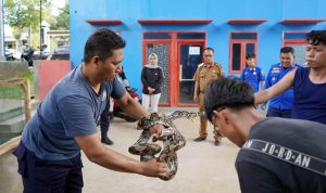 Enam Ular Sanca Dilepasliarkan di Gunung Rajabasa, Damkarmat Lampung Selatan Ajak Warga Jaga Ekosistem Alam