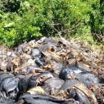 Awas, Ada Limbah Kimia Berbahaya Dibuang Di Puncak Pantai Ringgung