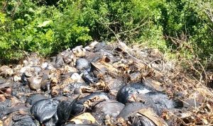 Awas, Ada Limbah Kimia Berbahaya Dibuang Di Puncak Pantai Ringgung Awas, Ada Limbah Kimia Berbahaya Dibuang Di Puncak Pantai Ringgung