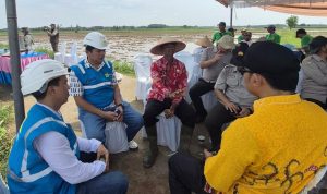 Akselerasi Ketahanan Pangan Daerah, PLN Hadirkan Listrik Andal untuk Pertanian Modern