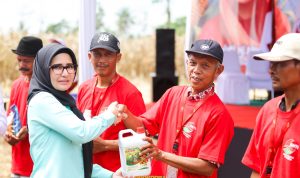 Dukung Penguatan Ketahanan Pangan, GNTI Gelar Panen Raya Jagung di Pesawaran