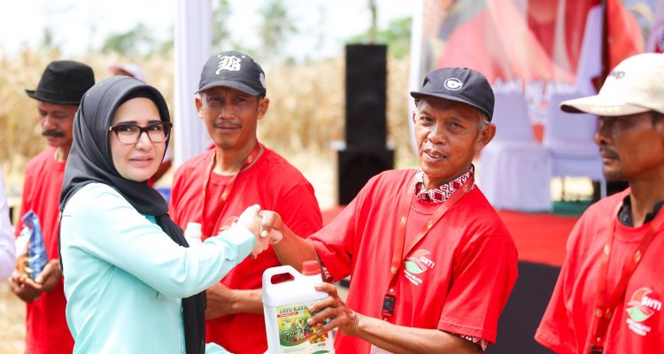 Dukung Penguatan Ketahanan Pangan, GNTI Gelar Panen Raya Jagung di Pesawaran