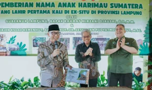 Gubernur Lampung Rahmat Mirzani Djausal Gubernur Mirza Perkenalkan Dua Anak Harimau Sumatera Gubernur Lampung Rahmat Mirzani Djausal Gubernur Mirza Perkenalkan Dua Anak Harimau Sumatera
