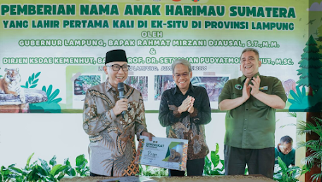 Gubernur Lampung Rahmat Mirzani Djausal Gubernur Mirza Perkenalkan Dua Anak Harimau Sumatera